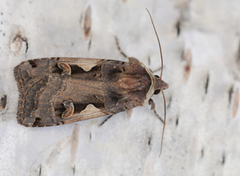 Setaceous Hebrew Character (Xestia c-nigrum)