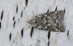 Seljeviklerfly (Nycteola degenerana)