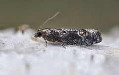 Dark Aspen Bell (Epinotia maculana)