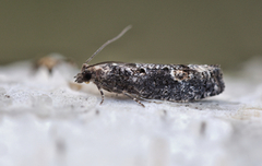 Ospekveldvikler (Epinotia maculana)