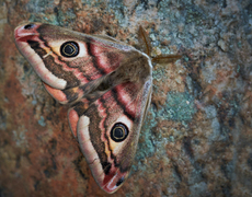 Emperor Moth (Saturnia pavonia)
