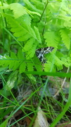 Broken-barred Carpet (Electrophaes corylata)