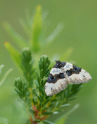 Purple Bar (Cosmorhoe ocellata)