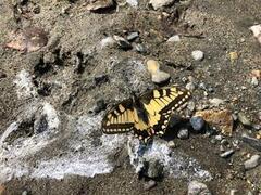 Svalestjert (Papilio machaon)