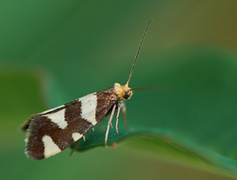 Lampronia rupella