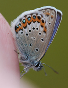 Idas blue (Plebejus idas)