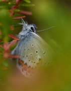 Idas blue (Plebejus idas)