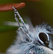 Idas blue (Plebejus idas)