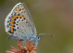 Idas blue (Plebejus idas)