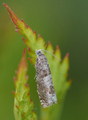 Melbærkveldvikler (Epinotia nemorivaga)