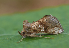 Tyrihjelmfly (Polychrysia moneta)