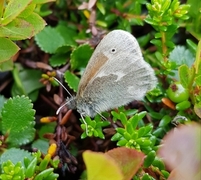 Myrringvinge (Coenonympha tullia)