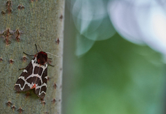 Garden Tiger (Arctia caja)