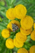 Bjørkebredmøll (Choreutis diana)