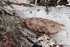 Common Flat-body (Agonopterix heracliana)