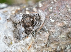 Nut-tree Tussock (Colocasia coryli)