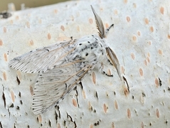 Puss Moth (Cerura vinula)