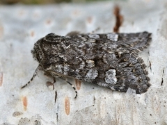 Glaucous Shears (Papestra biren)