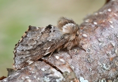 Båndet vårtannspinner (Odontosia sieversii)