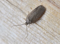 Agonopterix capreolella