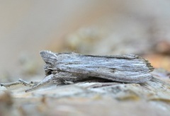 Svevehettefly (Cucullia lucifuga)