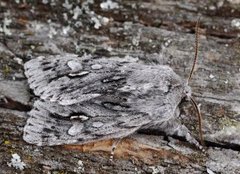 Rannoch Sprawler (Brachionycha nubeculosa)