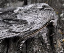 Vårlurvefly (Brachionycha nubeculosa)