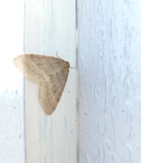 Northern Winter Moth (Operophtera fagata)