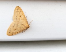 Scarce Umber (Agriopis aurantiaria)