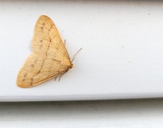 Gul frostmåler (Agriopis aurantiaria)