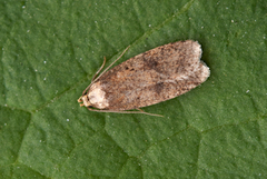 Agonopterix angelicella