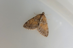 Grey Pine Carpet (Thera obeliscata)