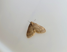 Winter Moth (Operophtera brumata)