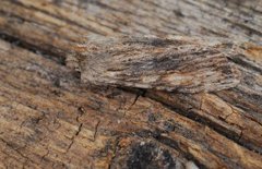 Pale Pinion (Lithophane socia)