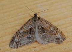 Barred Tooth-striped (Trichopteryx polycommata)