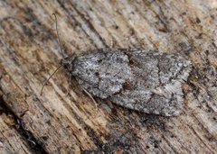 Blåbærflatvikler (Acleris maccana)