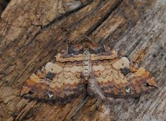 Shoulder-stripe (Anticlea badiata)