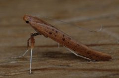 Caloptilia betulicola/elongella