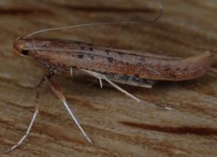 Caloptilia betulicola/elongella