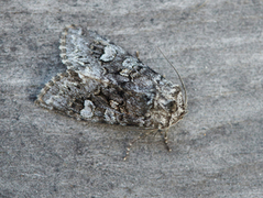Glaucous Shears (Papestra biren)
