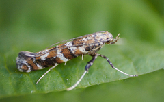 Syrinminérmøll (Gracillaria syringella)