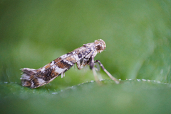 Syrinminérmøll (Gracillaria syringella)