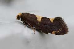 Common Bright (Incurvaria oehlmanniella)