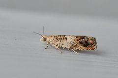 White Sallow Bell (Epinotia subocellana)