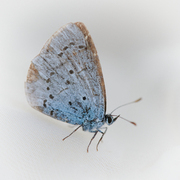 Holly Blue (Celastrina argiolus)