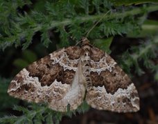 Water Carpet (Lampropteryx suffumata)