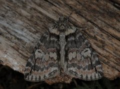 May Highflyer (Hydriomena impluviata)