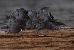 Small Chocolate-tip (Clostera pigra)