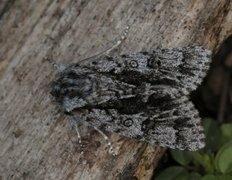 Broket kveldfly (Acronicta auricoma)