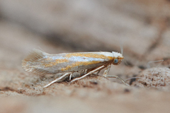 Gold Juniper Argent (Argyresthia aurulentella)
